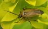 Brachycoleus pilicornis